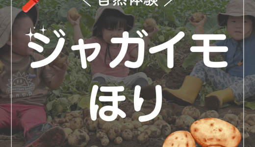 保護中: ジャガイモほり
